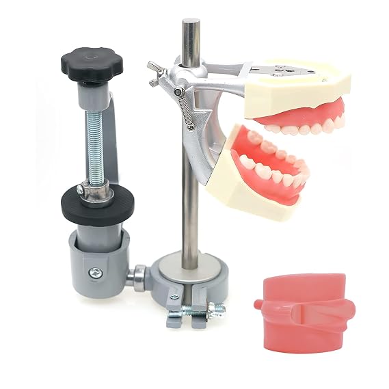 Typodont Teeth Model 360-Degree Adjustable Fix on Desk Replaceable Teeth For Dentists Teaching Study Demonstration