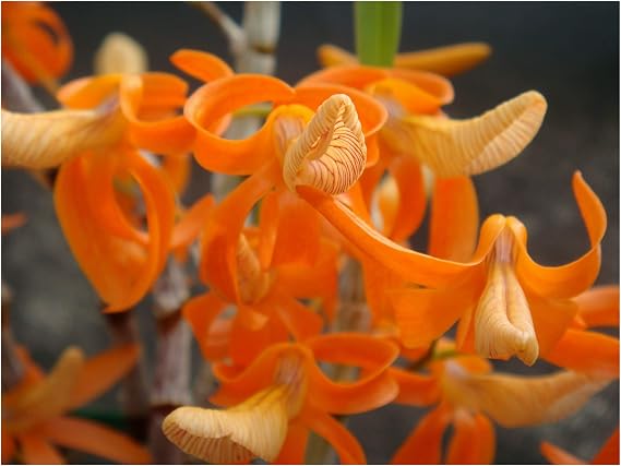 Dendrobium unicum Orchid - Orange Blooms, Easy to Grow, deciduous in Late Winter, NOT in Bud/Bloom When Shipped Orchid Insanity