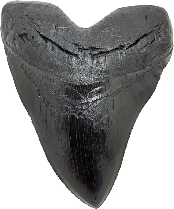 Megalodon Giant Shark Tooth