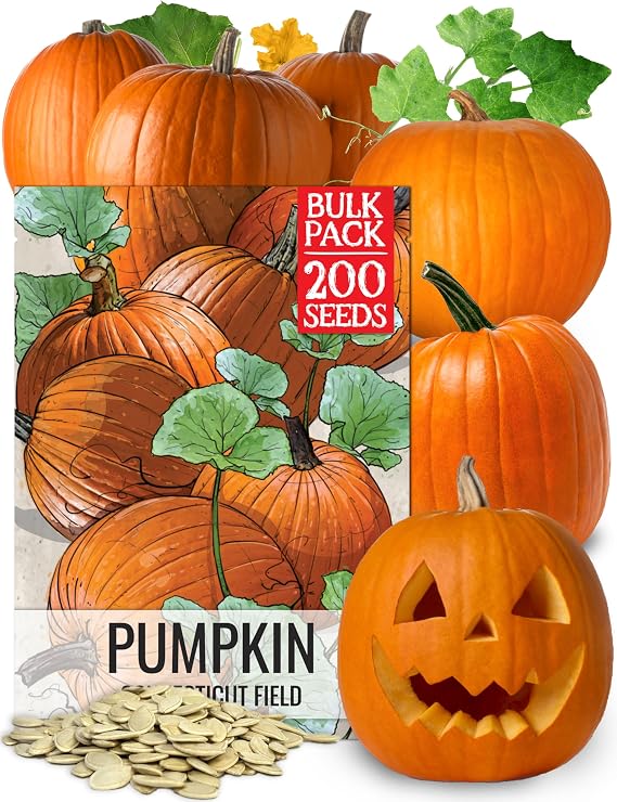 Seed Needs Connecticut Field Pumpkin Seeds for Planting 1 Ounce Bulk Pack