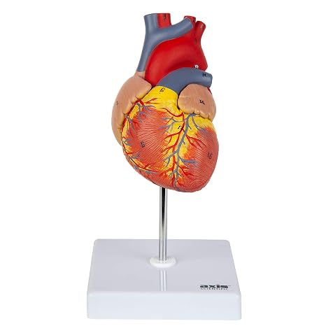 Life-Size Human Heart Model | 2-Part Magnetic Design with 34 Clearly Labeled Internal Structures, Mounted on Base